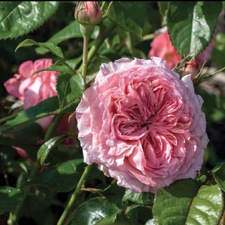 Rose 'Romantica Ball Gown'