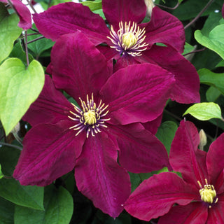 Rosemoor Clematis