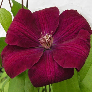 Clematis ‘Rouge Cardinal’