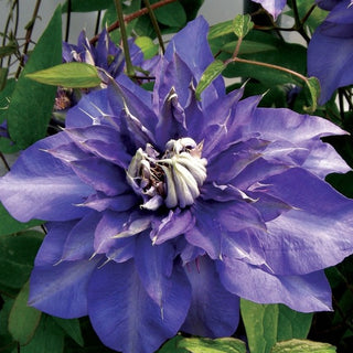 Clematis ‘Royalty’