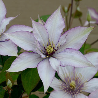Clematis 'Samaritan Jo'