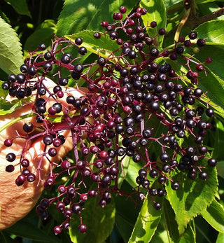 Elderberry - Black Elderberry (Sambucus nigra ‘Haschberg’)
