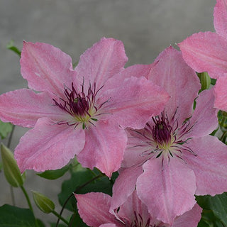 Clematis ‘Sarah Elizabeth’