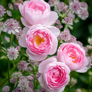 David Austin Rose ‘Scepter’d Isle’
