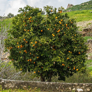 Shirokolistvennyi Satsuma Mandarin (Citrus unshiu)