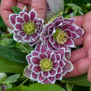 Hellebore 'Shotgun Wedding'