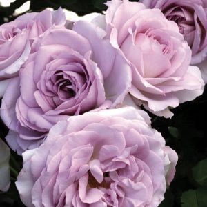 Rose ‘Silver Lining’