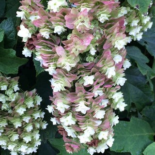 Hydrangea quercifolia 'Snowcicle'