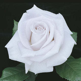 Rose ‘Stainless Steel’