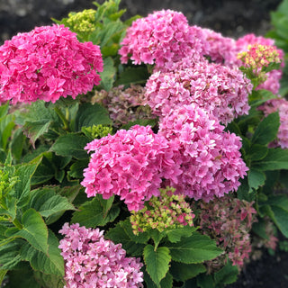 Hydrangea macrophylla ‘Starfield’