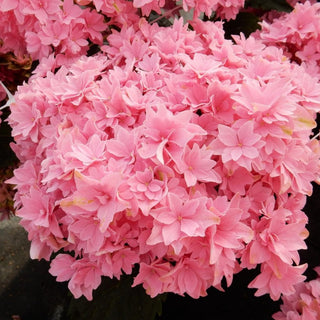 Hydrangea macrophylla ‘Starfield’