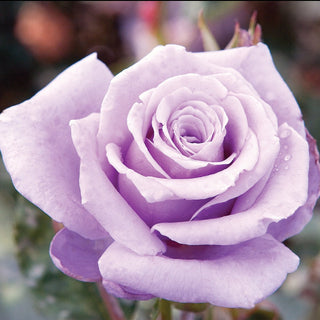 Rose ‘Sterling Silver’