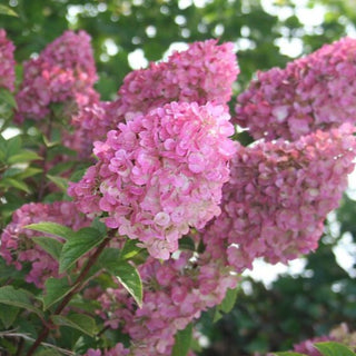 Hydrangea paniculata 'Strawberry Sundae'