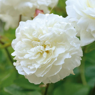 Rose ‘Susan Williams-Ellis’