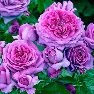 Rose ‘Sweet Madame Blue’