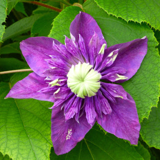 Clematis florida ‘Taiga’