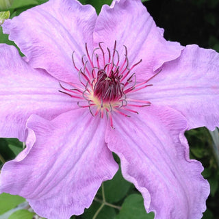 Clematis The First Lady