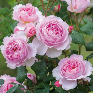 David Austin Rose ‘The Ancient Mariner’
