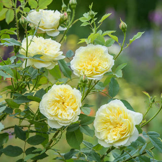 David Austin Rose ‘The Country Parson’
