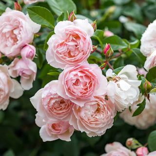 David Austin Rose ‘The Generous Gardener’