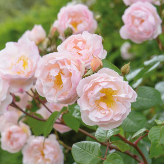 David Austin Rose ‘The Lady of the Lake’