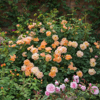 David Austin Rose ‘The Lark Ascending’