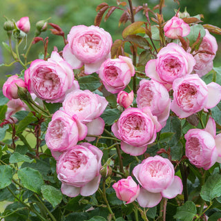 David Austin Rose ‘The Mill on the Floss’