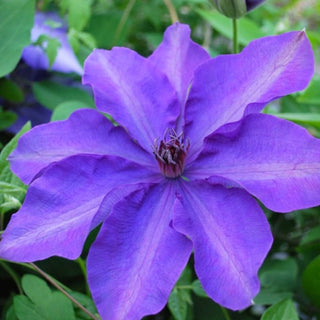 Clematis ‘The President’