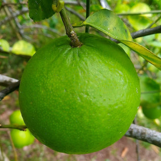 Thornless Key Lime (Citrus aurantifolia)