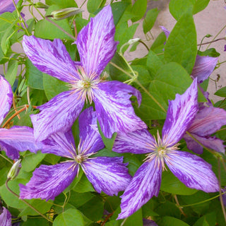 Clematis ‘Tie Dye’