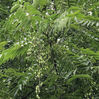 Chop Suey Tree