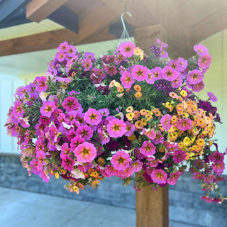 Tropicana Moss Hanging Basket
