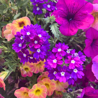 Tropicana Moss Hanging Basket