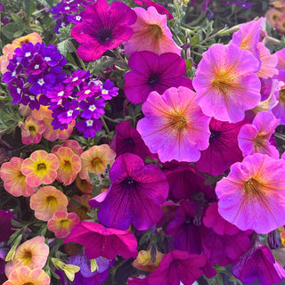 Tropicana Moss Hanging Basket