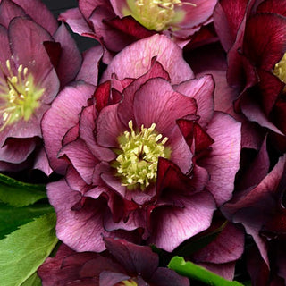 Hellebore 'True Love'