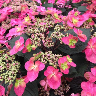 Hydrangea serrata 'Tuff Stuff Red'