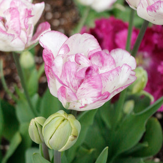 Tulip 'Double Shirley'