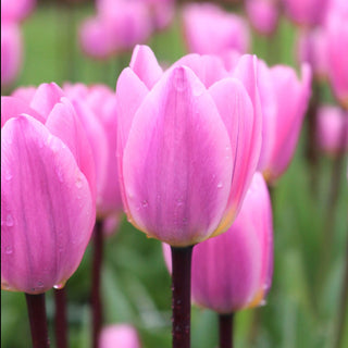 Tulip 'Light and Dreamy'