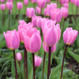 Tulip 'Light and Dreamy'