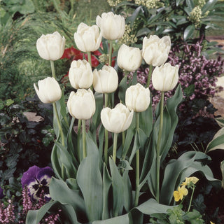 Tulip 'Mount Tacoma'
