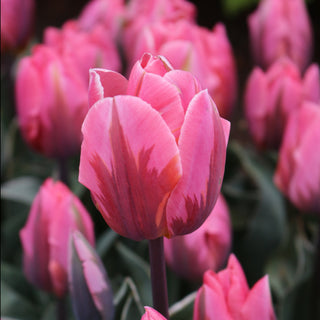 Tulip 'Pretty Princess'