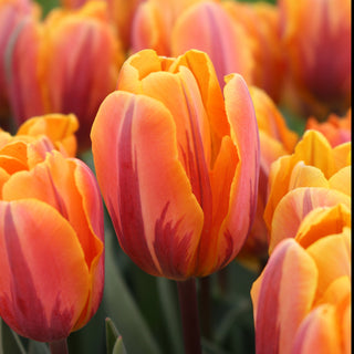 Tulip 'Princess Irene'