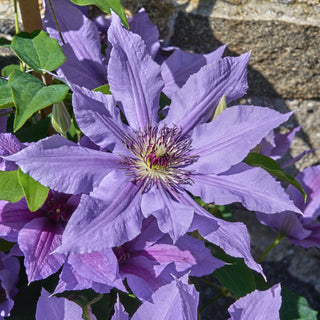Tumaini Clematis