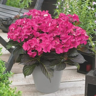 Hydrangea macrophylla ‘Tuxedo Pink’