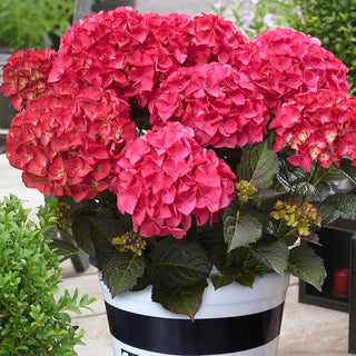 Hydrangea macrophylla ‘Tuxedo Red’