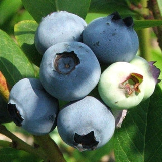 Blueberry - ‘Sweetheart’