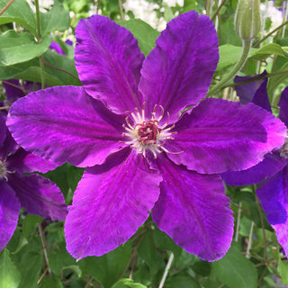 Clematis ‘Vancouver Plum Gorgeous’