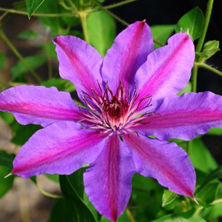 Clematis ‘Vancouver Starry Night’