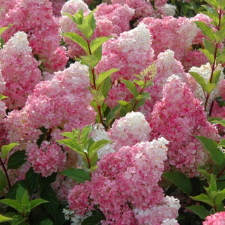 Hydrangea paniculata 'Vanilla Strawberry'