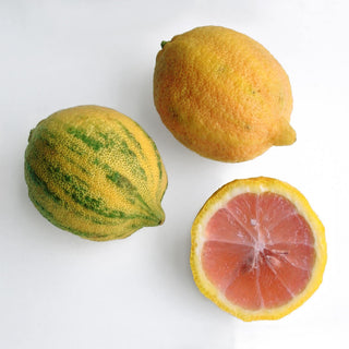 Variegated Pink Lemon (Citrus x limon) 